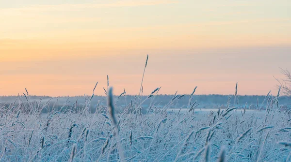 Orelhas Secas Neve Contra Fundo Campo Coberto Neve Branca Inverno — Fotografia de Stock