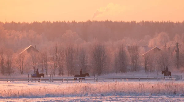 Lovak Futnak Téli Naplementében Hátsó Fényben Kiváló Minőségű Fénykép — Stock Fotó