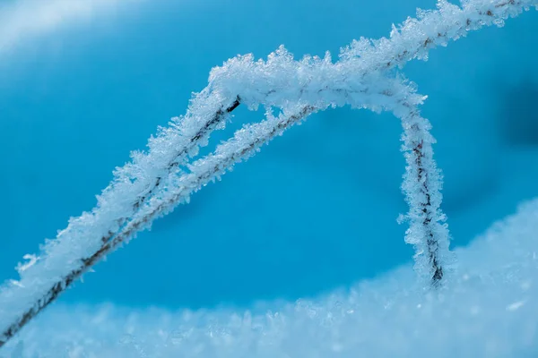 Frozen grass standing in snow during sunset in the winter, natural background Winter snow branches of tree on a blue sky background. very beautiful and picturesque nature in winter. Branch with flakes of snow in winter