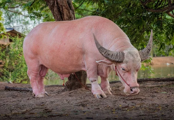 Albino Buffalo Thailand Pink Buffalo Stock Image