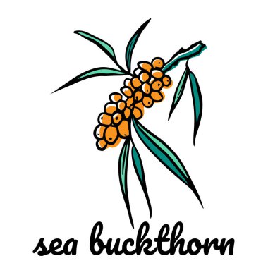 Deniz dikeninin renk simgesi. Beyaz arkaplanda vektör karalama renkli resimleme. El yapımı böğürtlen ve paket, tekstil veya menü tasarımı için yapraklar.