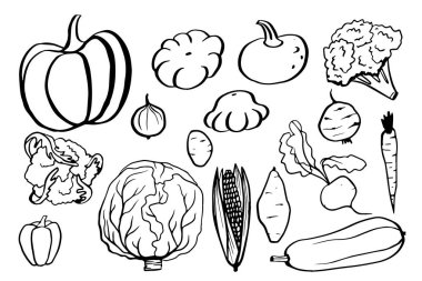 Sebze el çizim vektörü seti. Kabak, havuç, mısır, lahana, biber, patates, soğan, kabak, kabak, pancar. Beyaz arka planda izole edilmiş organik gıdalar.