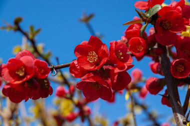 İtalyan yarımadasının tipik güzel çiçek fotoğrafları.