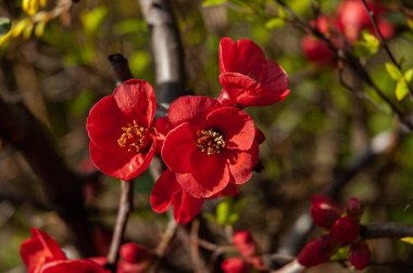 İtalyan yarımadasının tipik güzel çiçek fotoğrafları.
