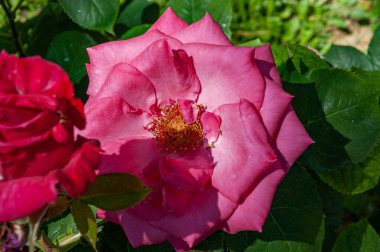 İtalyan yarımadasının tipik güzel çiçek fotoğrafları.