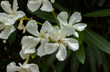 İtalyan yarımadasının tipik güzel çiçek fotoğrafları.