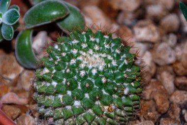 İtalyan yarımadasının tipik güzel çiçek fotoğrafları.