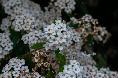 İtalyan yarımadasının tipik güzel çiçek fotoğrafları.