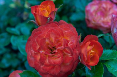 İtalyan yarımadasının tipik güzel çiçek fotoğrafları.