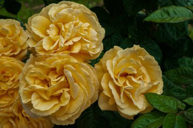 İtalyan yarımadasının tipik güzel çiçek fotoğrafları.