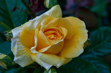 İtalyan yarımadasının tipik güzel çiçek fotoğrafları.