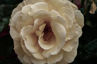 İtalyan yarımadasının tipik güzel çiçek fotoğrafları.