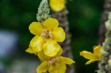 İtalyan yarımadasının tipik güzel çiçek fotoğrafları.