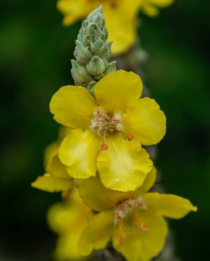 İtalyan yarımadasının tipik güzel çiçek fotoğrafları.