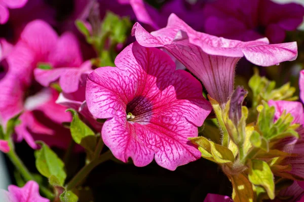 Schöne Fotos Von Blumen Typisch Für Die Italienische Halbinsel — Stockfoto