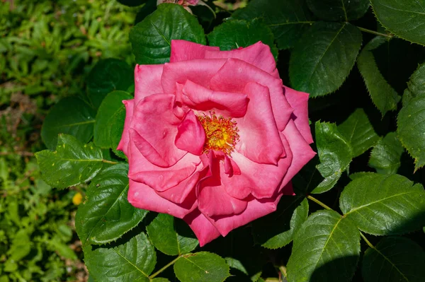 Hermosas Fotos Flores Típicas Península Italiana — Foto de Stock