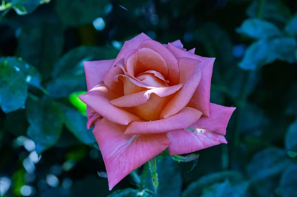 Beautiful Photos Flowers Typical Italian Peninsula — Stock Photo, Image