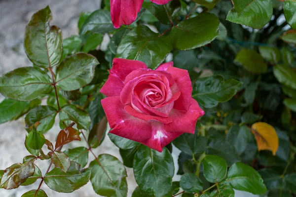 Hermosas Fotos Flores Típicas Península Italiana — Foto de Stock