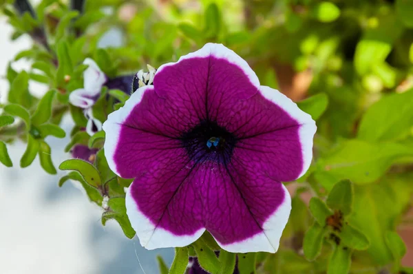 Talyan Yarımadasının Tipik Güzel Çiçek Fotoğrafları — Stok fotoğraf