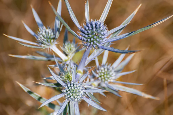 Schöne Fotos Von Blumen Typisch Für Die Italienische Halbinsel — Stockfoto