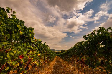 Bernardella, Ascoli Piceno, Marche. Marche tepelerinin harika manzarası.