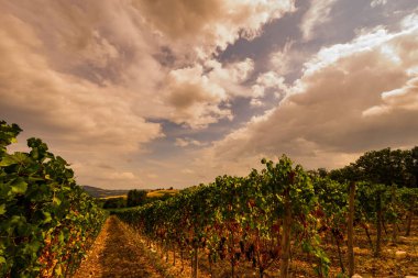 Bernardella, Ascoli Piceno, Marche. Marche tepelerinin harika manzarası.