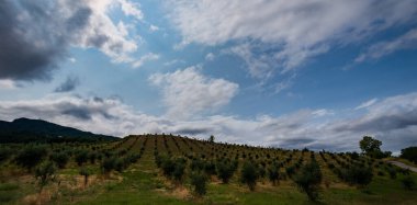 Bernardella, Ascoli Piceno, Marche. Marche tepelerinin harika manzarası.