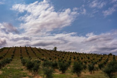 Bernardella, Ascoli Piceno, Marche. Marche tepelerinin harika manzarası.