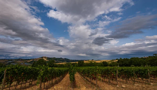 Bernardella Ascoli Piceno Marche Maravillosa Vista Las Colinas Marche — Foto de Stock