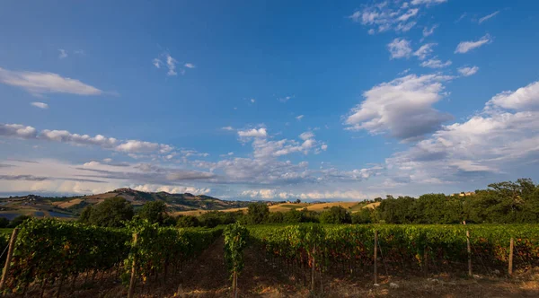 Bernardella Ascoli Piceno Marche Maravillosa Vista Las Colinas Marche — Foto de Stock