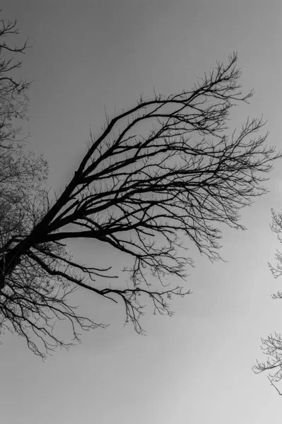 Magnificent Backlight Photos Trees Typical Italian Peninsula — Stock Photo, Image