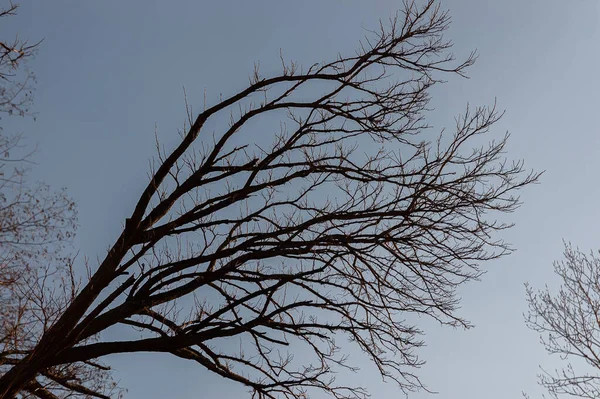 Talyan Yarımadasının Tipik Ağaçlarının Muhteşem Arka Plan Fotoğrafları — Stok fotoğraf