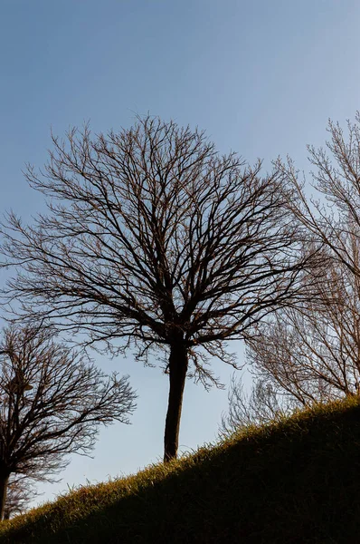 Prächtige Fotos Gegenlicht Von Bäumen Die Typisch Für Die Italienische — Stockfoto