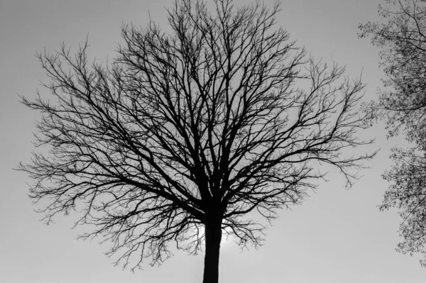 Magnificent Backlight Photos Trees Typical Italian Peninsula — Stock Photo, Image