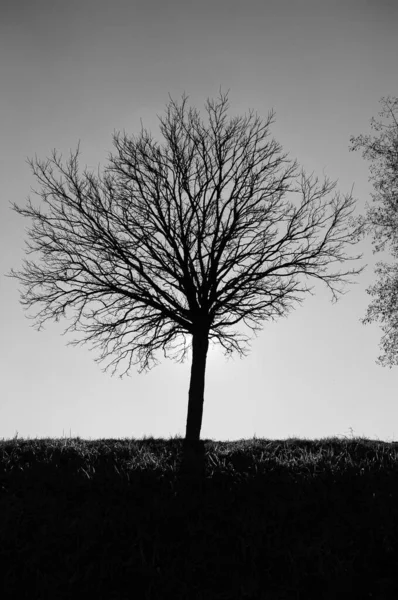 Magnifiche Foto Retroilluminate Alberi Tipici Della Penisola Italiana — Foto Stock