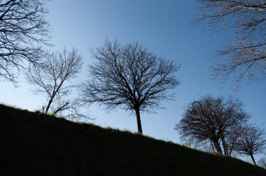 İtalyan yarımadasının tipik ağaçlarının muhteşem arka plan fotoğrafları.