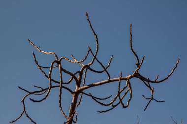 İtalyan yarımadasının tipik ağaçlarının muhteşem arka plan fotoğrafları.