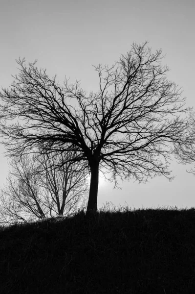 Magnifiche Foto Retroilluminate Alberi Tipici Della Penisola Italiana — Foto Stock