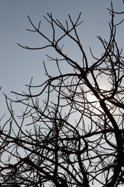 İtalyan yarımadasının tipik ağaçlarının muhteşem arka plan fotoğrafları.