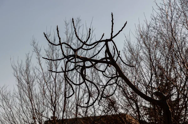 意大利半岛典型树木的壮丽背光照片 — 图库照片