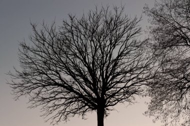 İtalyan yarımadasının tipik ağaçlarının muhteşem arka plan fotoğrafları.