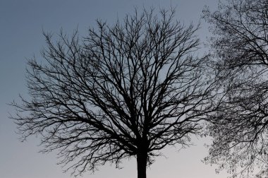 İtalyan yarımadasının tipik ağaçlarının muhteşem arka plan fotoğrafları.