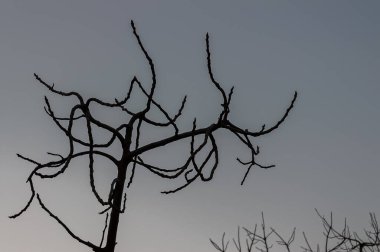 İtalyan yarımadasının tipik ağaçlarının muhteşem arka plan fotoğrafları.