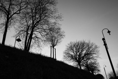 İtalyan yarımadasının tipik ağaçlarının muhteşem arka plan fotoğrafları.