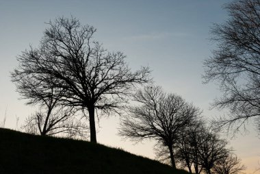 İtalyan yarımadasının tipik ağaçlarının muhteşem arka plan fotoğrafları.
