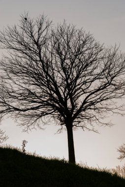 İtalyan yarımadasının tipik ağaçlarının muhteşem arka plan fotoğrafları.