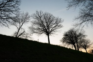 İtalyan yarımadasının tipik ağaçlarının muhteşem arka plan fotoğrafları.