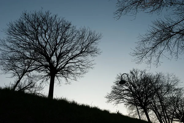 Prächtige Fotos Gegenlicht Von Bäumen Die Typisch Für Die Italienische — Stockfoto