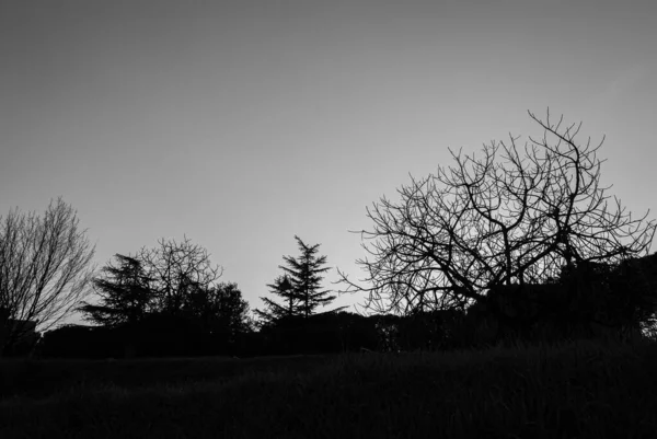 Magnifiques Contre Jour Photos Arbres Typiques Péninsule Italienne — Photo