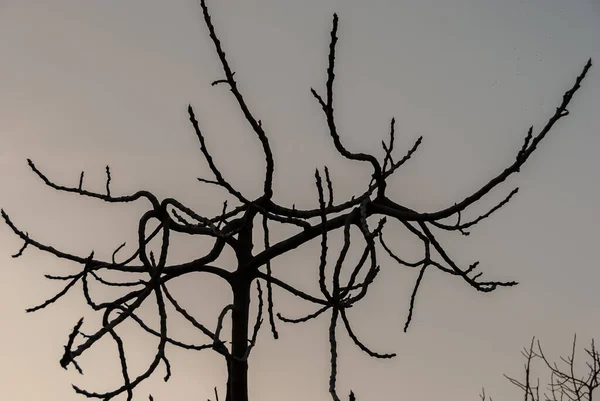 Magnificent Backlight Photos Trees Typical Italian Peninsula — Stock Photo, Image